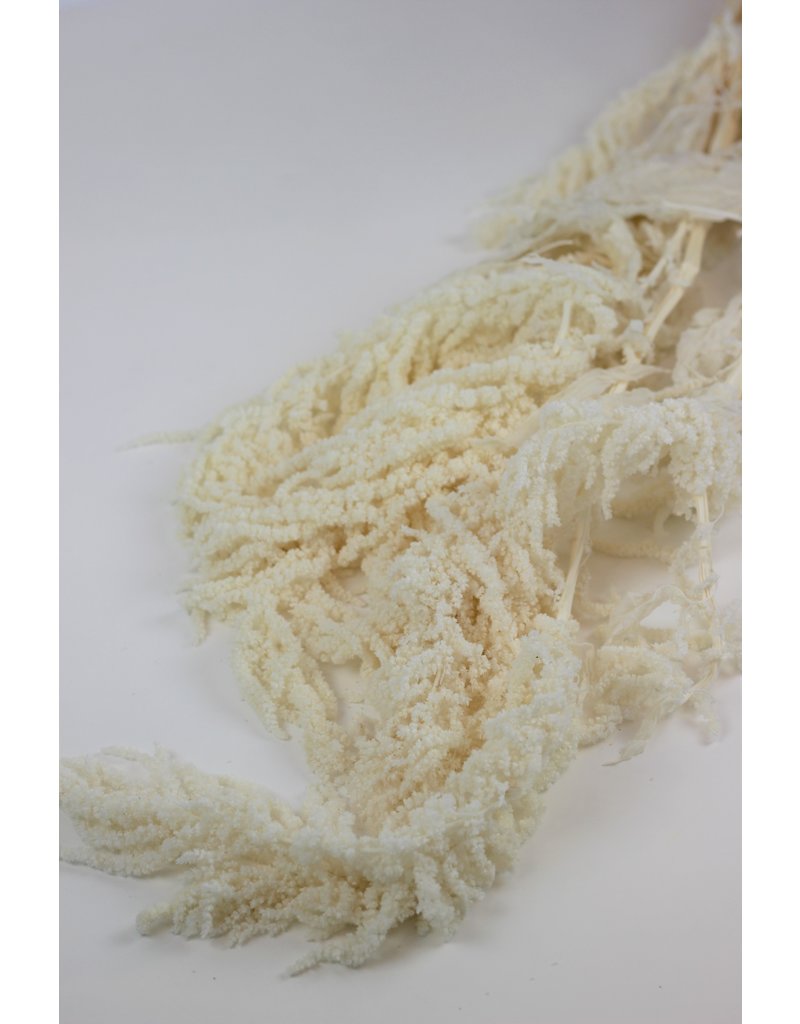 Dried Amaranthus