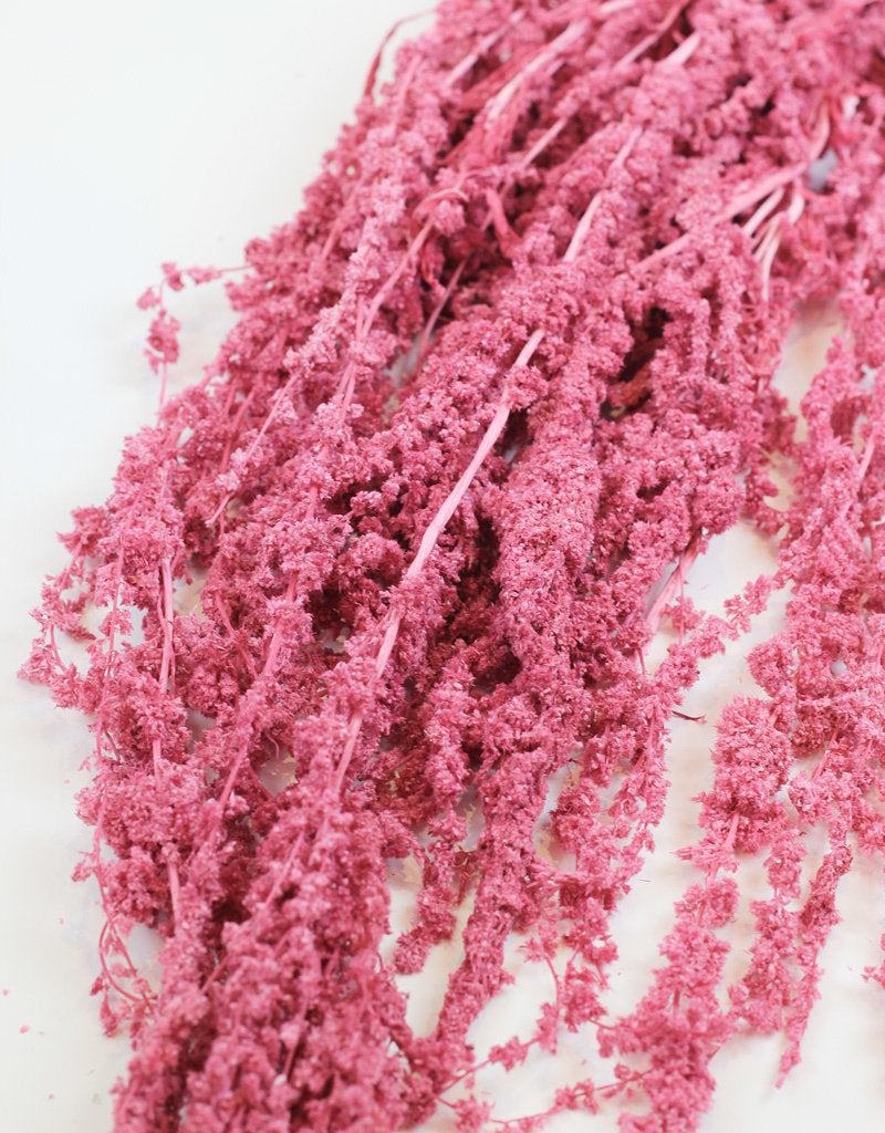 Preserved Amaranthus Caudatus - Lilac, Pink Bunch UK