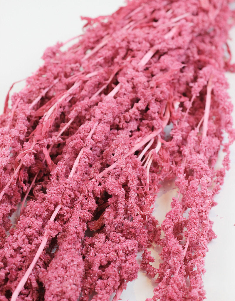 Preserved Amaranthus Caudatus - Lilac, Pink Bunch Natural