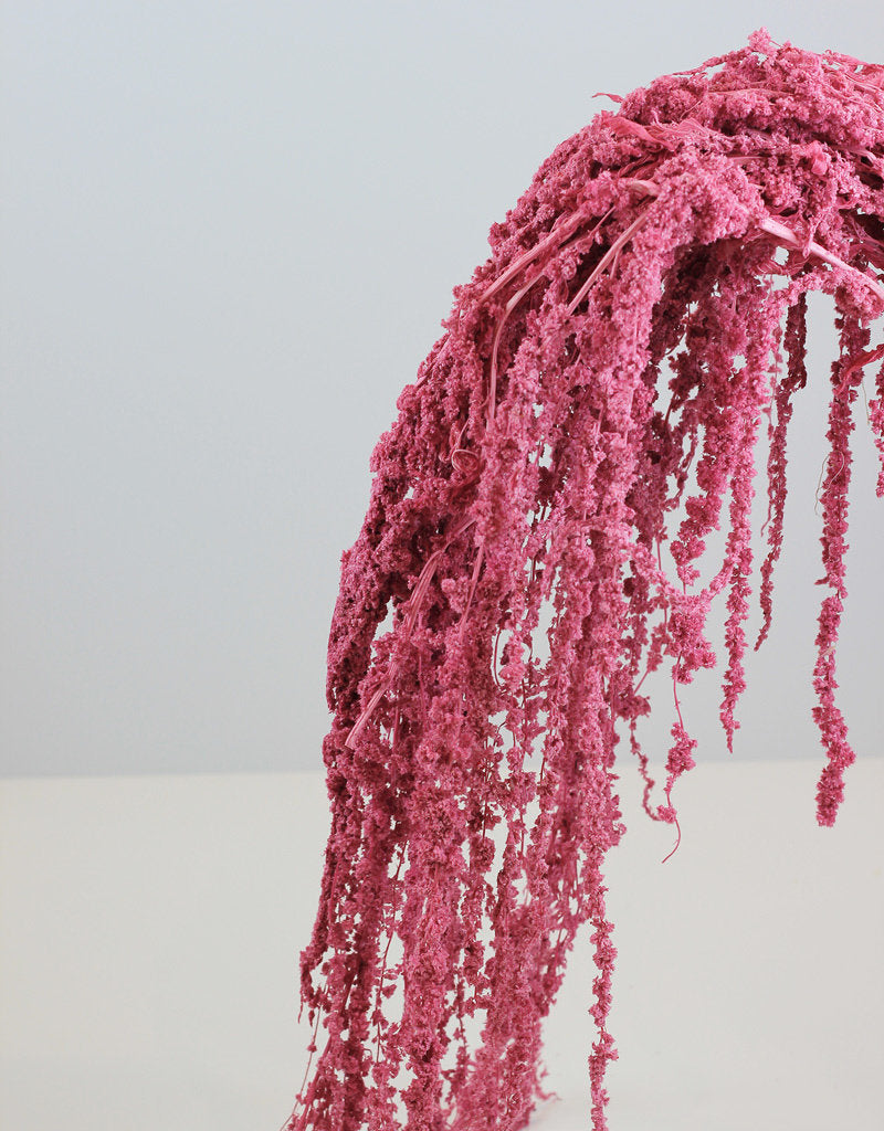 Preserved Amaranthus Caudatus - Lilac, Pink Bunch, 70 cm