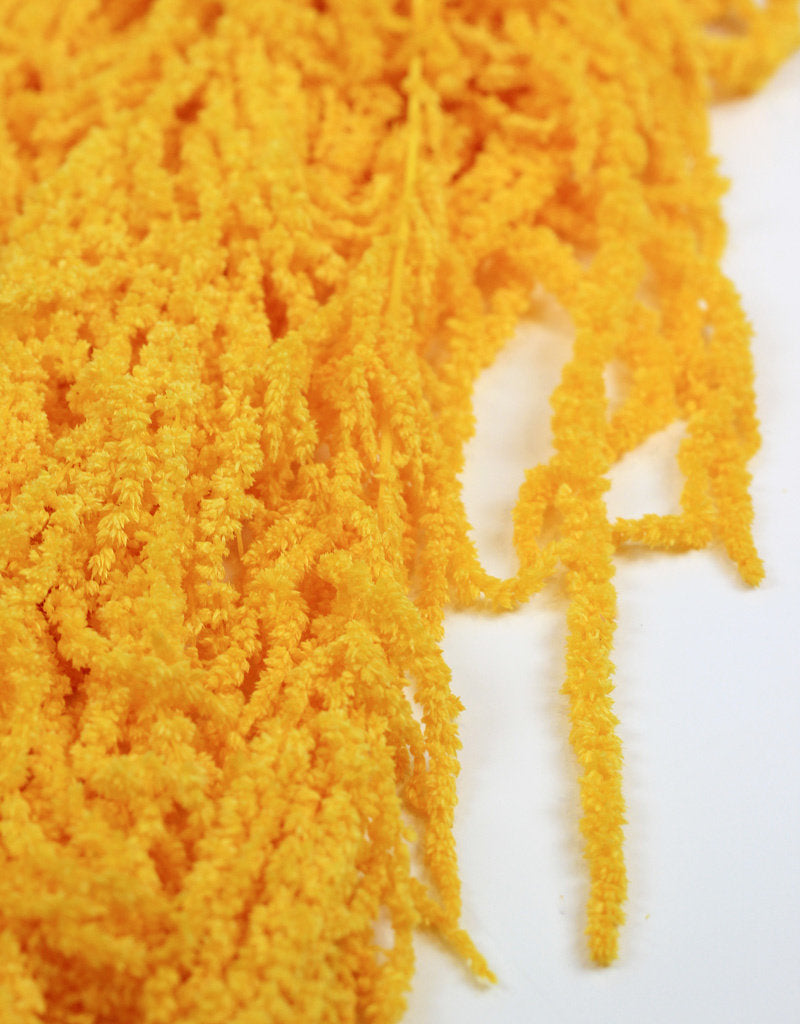 Preserved Amaranthus Caudatus - Yellow, 150 Gr/Bunch, 70 cm