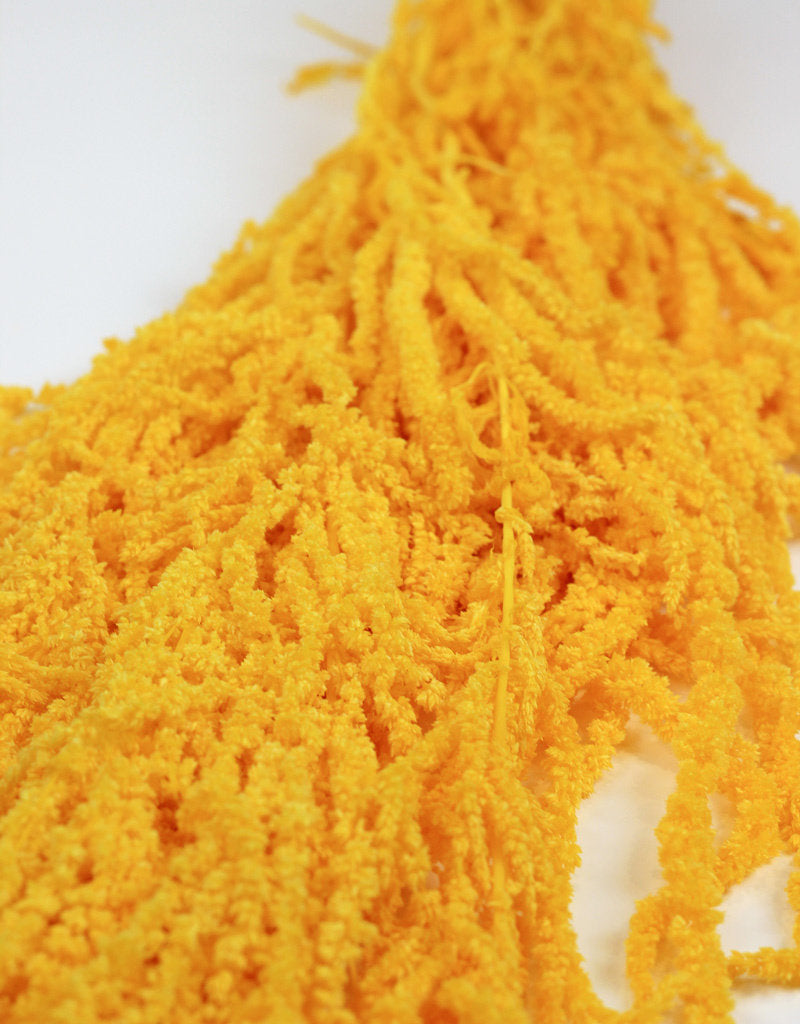Preserved Amaranthus Caudatus - Yellow