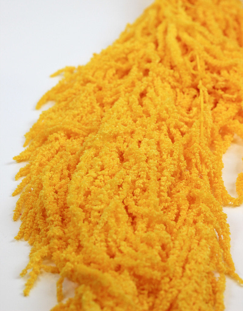 Preserved Amaranthus Caudatus - Yellow UK