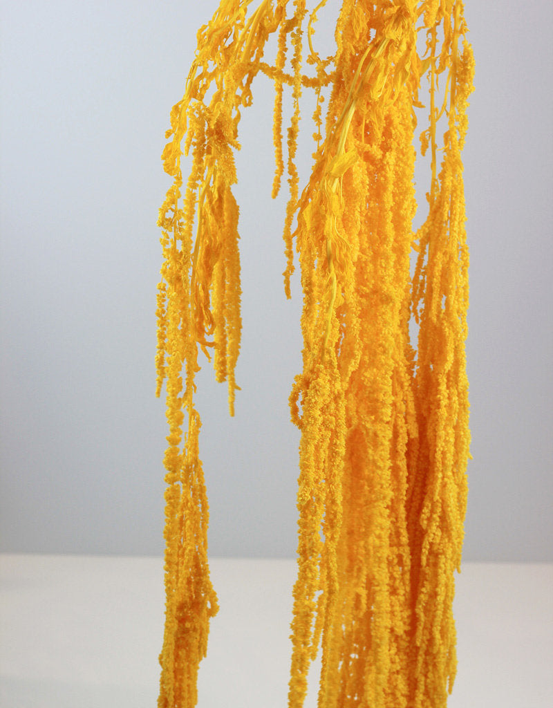 Preserved Amaranthus Caudatus - Yellow UK Online