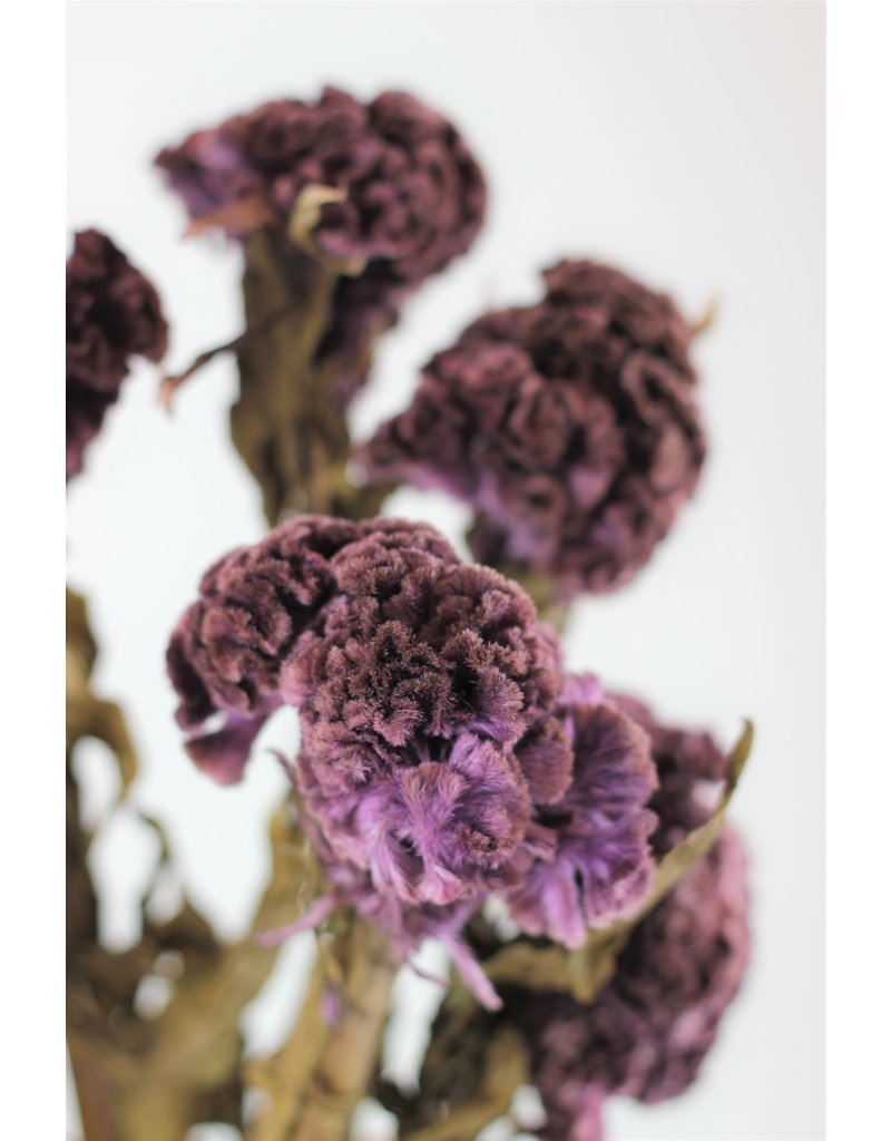 Preserved Celosia - Purple Bunch, 60 cm