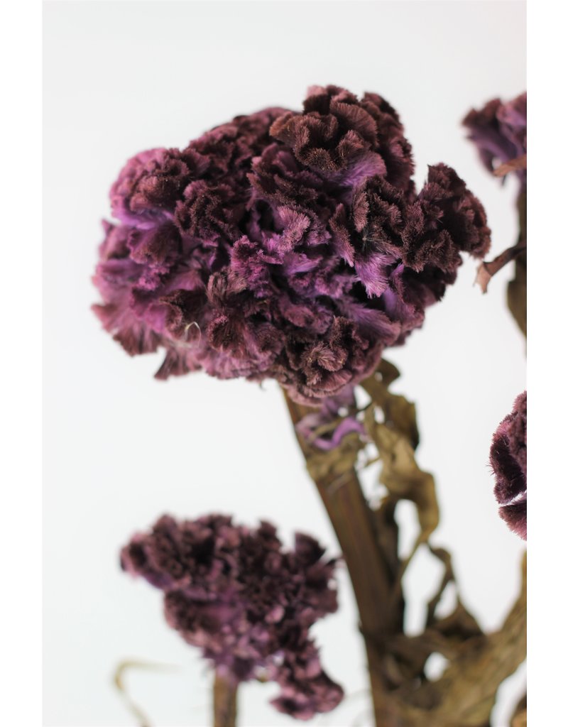 Preserved Celosia - Purple Bunch
