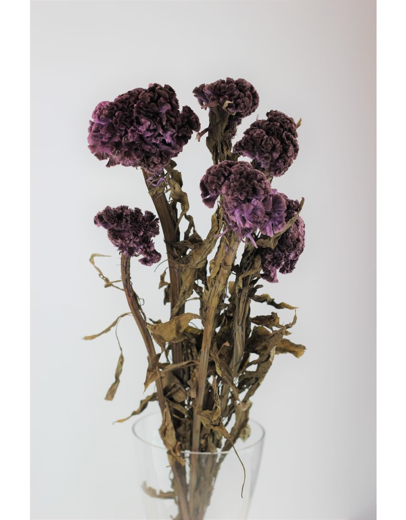 Preserved Celosia - Purple Bunch UK