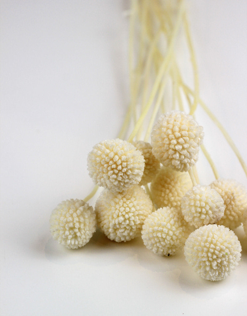 preserved craspedia 10 stems