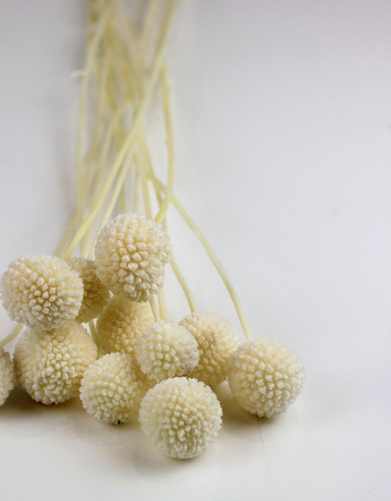 preserved craspedia 10 stems bleached bunch 2