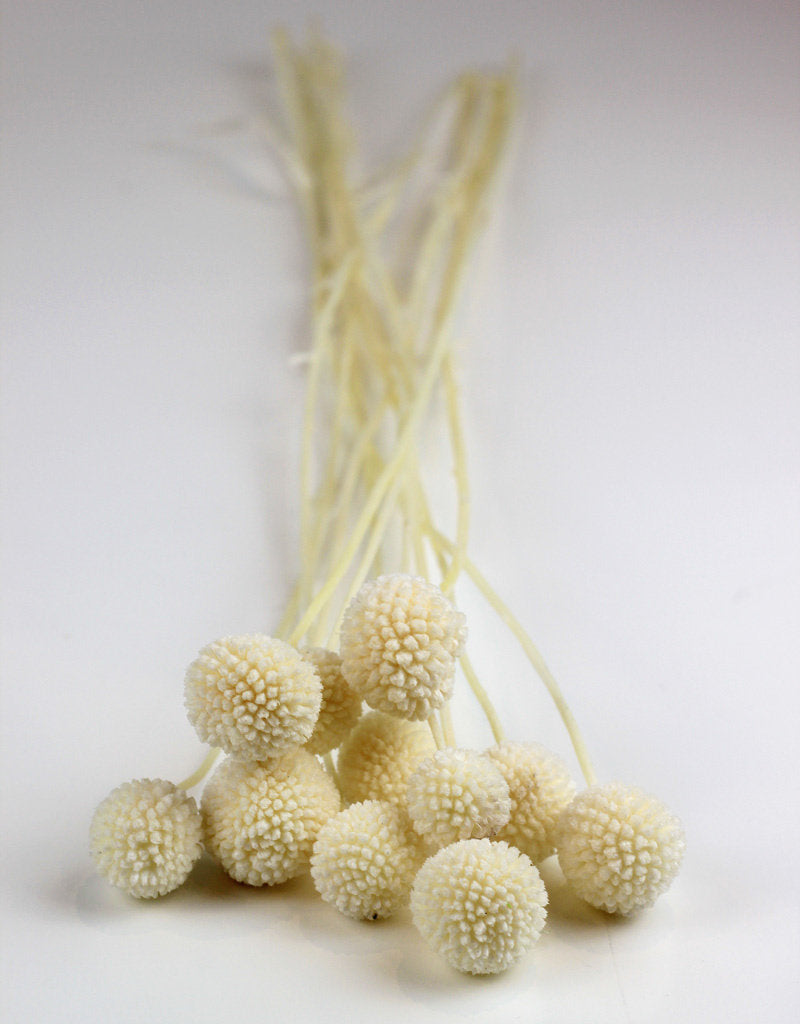 Preserved Craspedia - Bleached Bunch (10 Stems), 50 cm