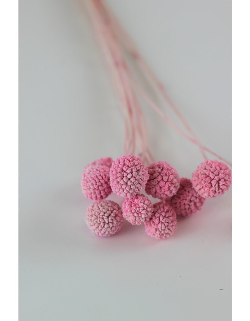 Preserved Craspedia - Frosted Pink Bunch (10 Stems), 50 cm
