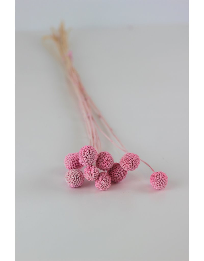 Preserved Craspedia - Frosted Pink Bunch