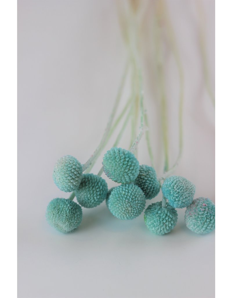 Preserved Craspedia - Turquoise Bunch (10 Stems), 45 cm