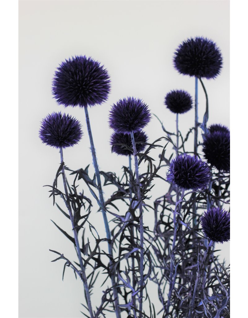Preserved Echinops - Globe Thistle, Amazing Violet Bunch