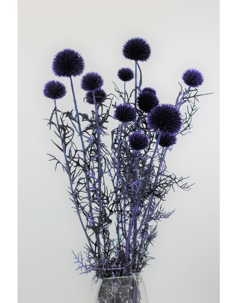 Preserved Echinops - Globe Thistle, Violet Bunch, 70 cm
