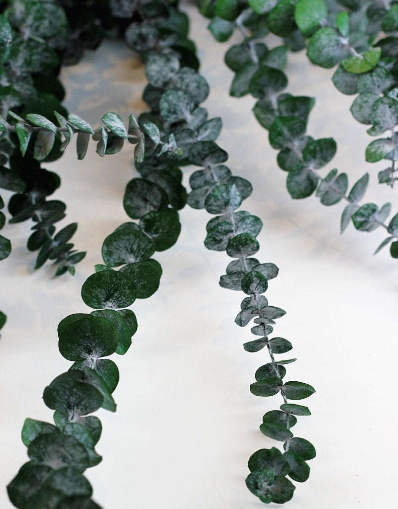 eucalyptus varieties