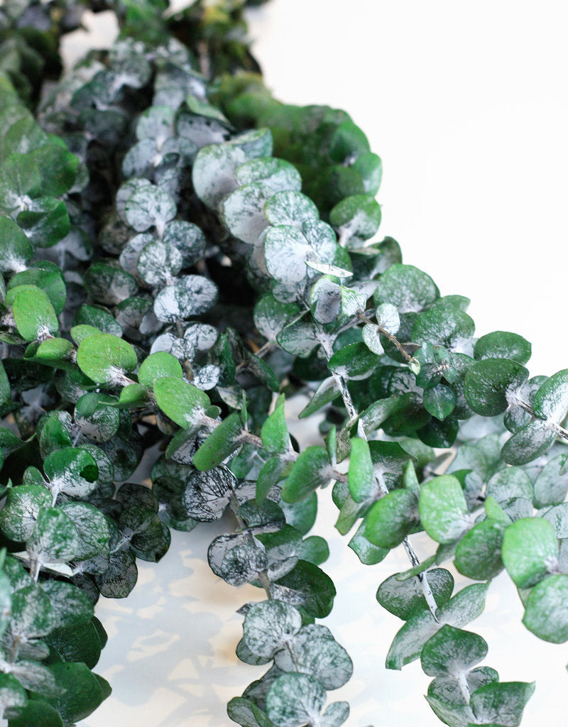 wholesale Eucalyptus