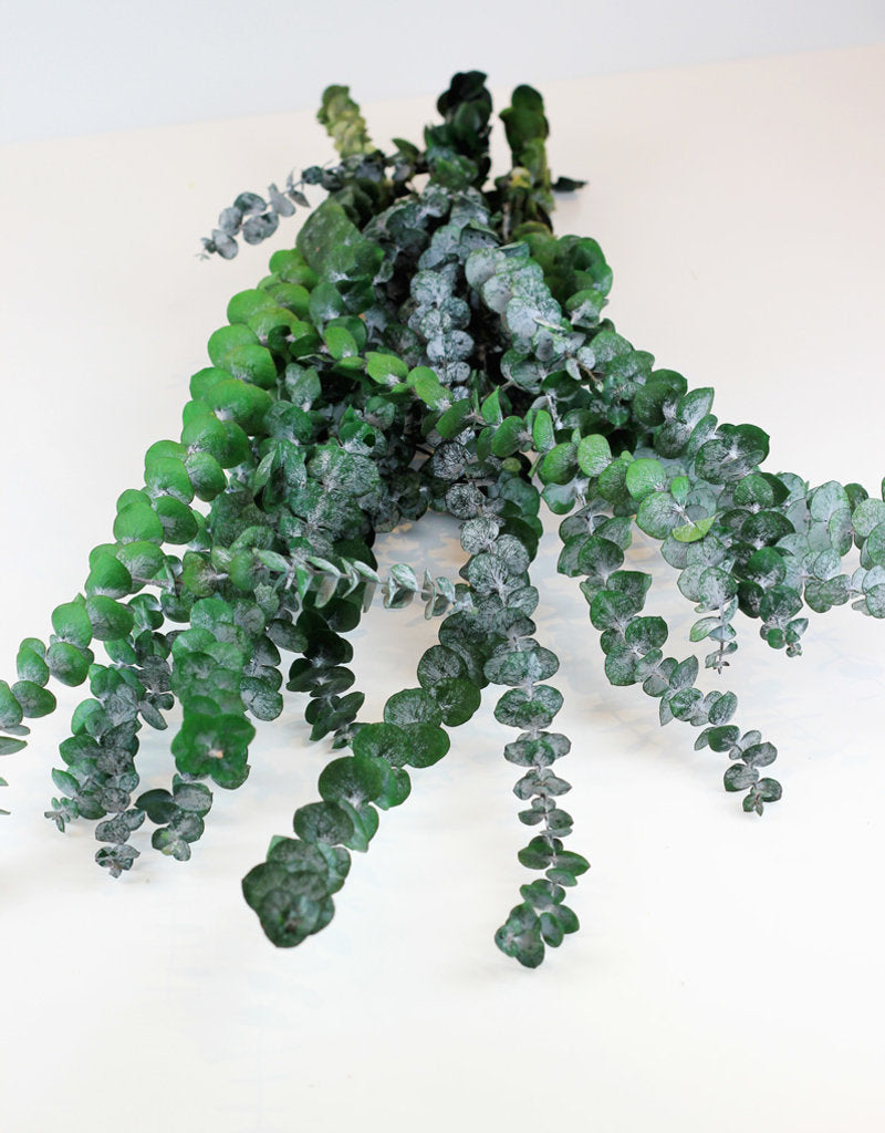 dried eucalyptus leaves