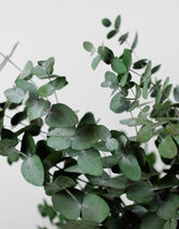 eucalyptus leaves wholesale