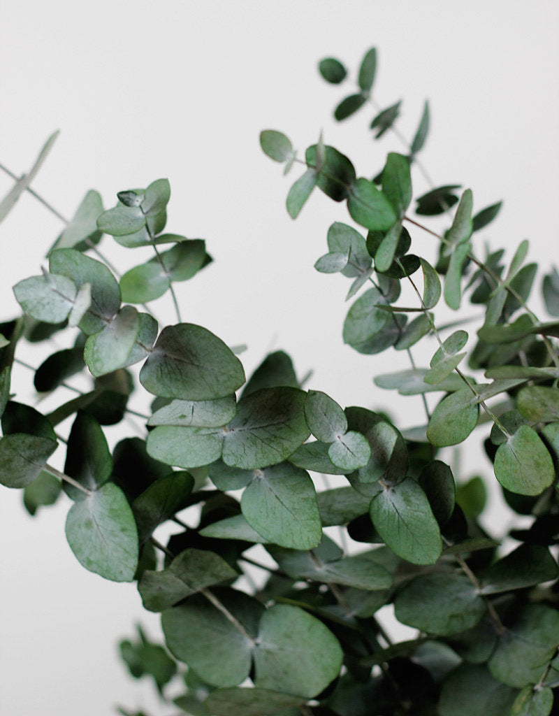 eucalyptus leaves wholesale