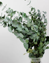 eucalyptus cineria wholesale