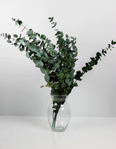 wholesale eucalyptus