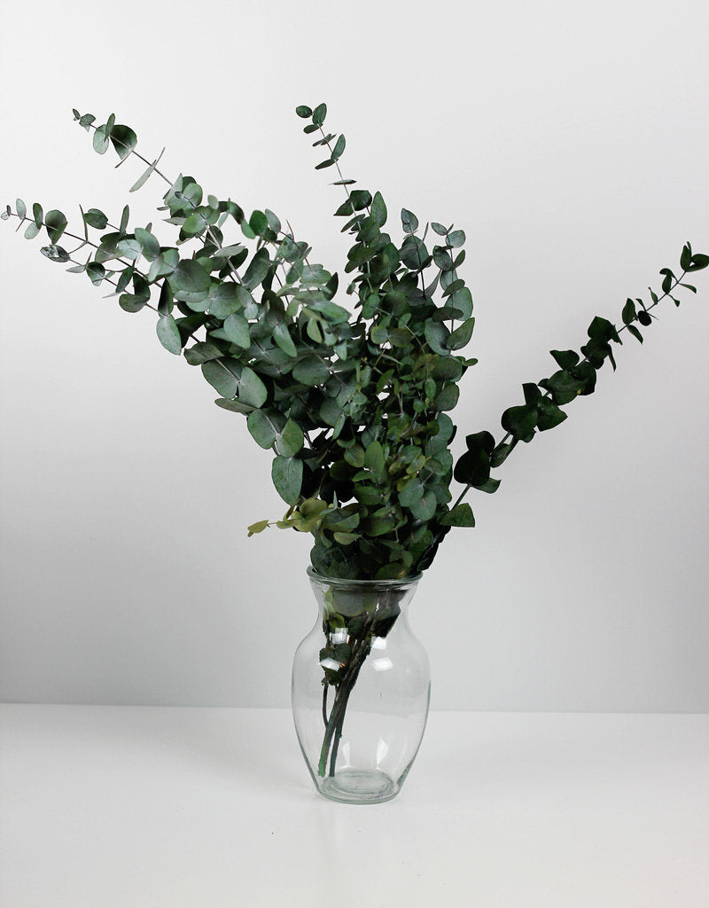 wholesale eucalyptus