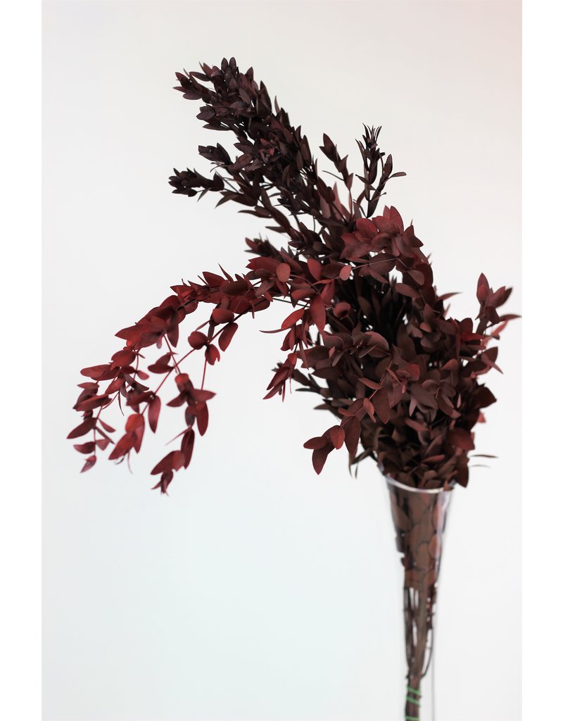 Preserved Eucalyptus Parvifolia- Red Bunch UK