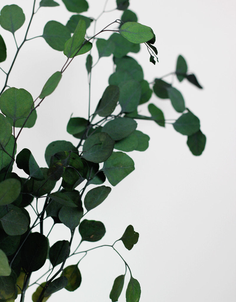 Wholesale green eucalyptus