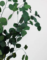 Wholesale green eucalyptus
