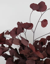 red eucalyptus