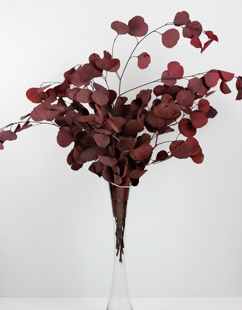 eucalyptus red leaves