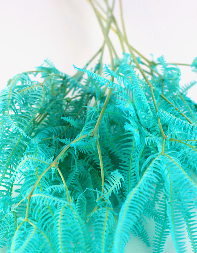 Preserved Helecho - Aqua Blue Bunch UK Online