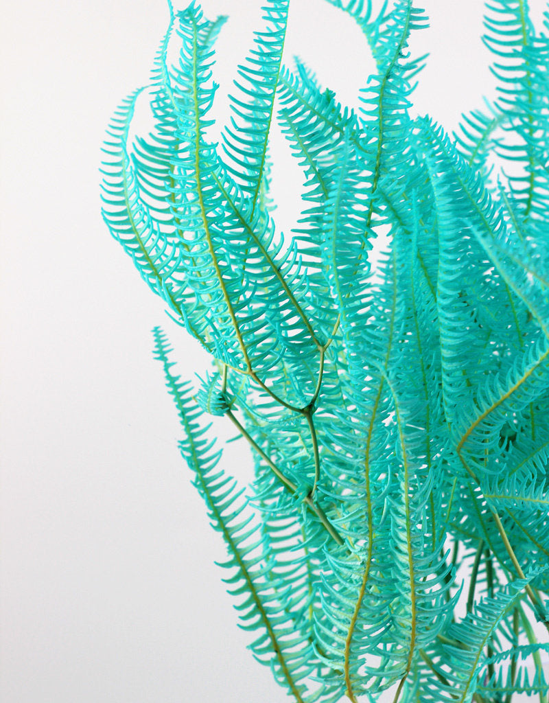 Preserved Helecho - Aqua Blue Bunch Online