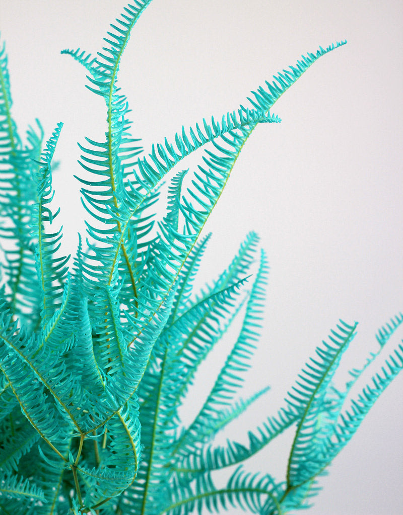 Preserved Helecho Aqua Blue driedflowersdecor