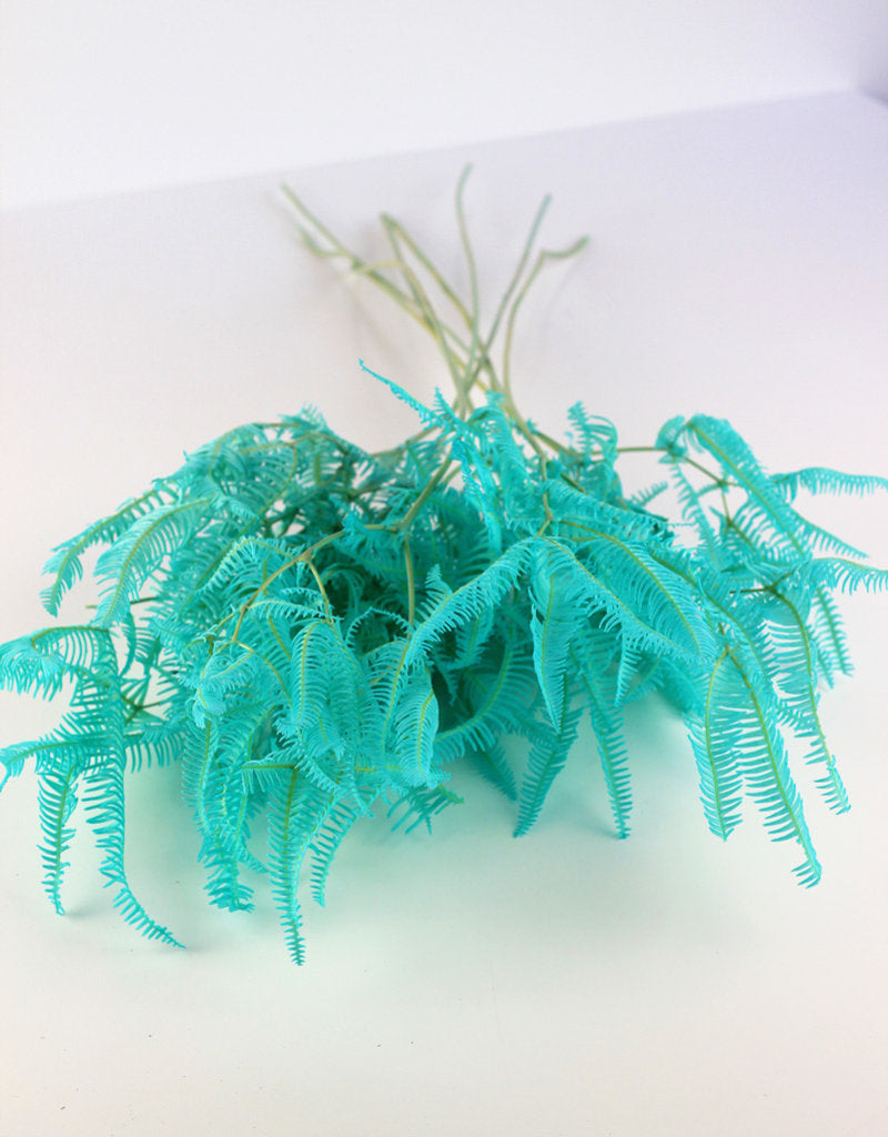 Buy Preserved Helecho Aqua Blue