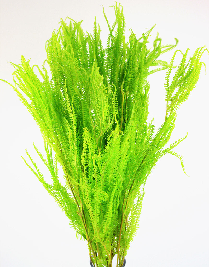 Preserved Helecho LVS Apple Green