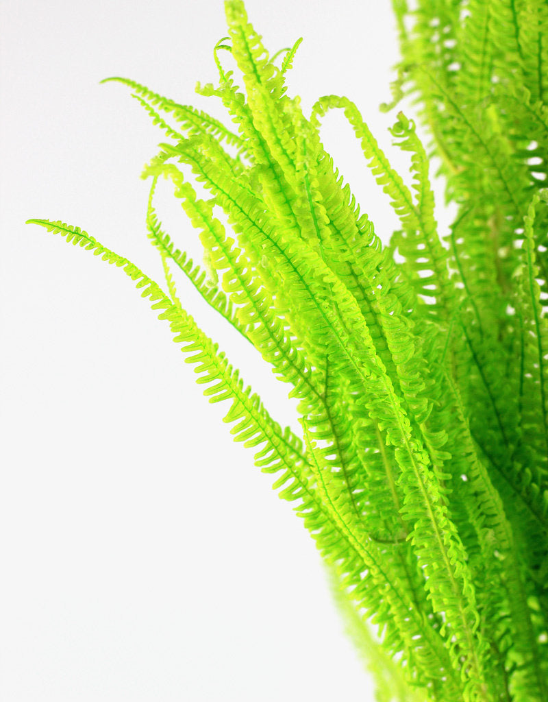 Preserved Helecho LVS - Apple Green Bunch UK