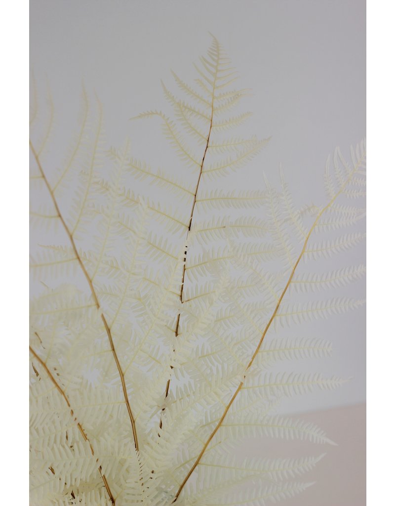 Preserved Mountain Fern - Bleached Bunch