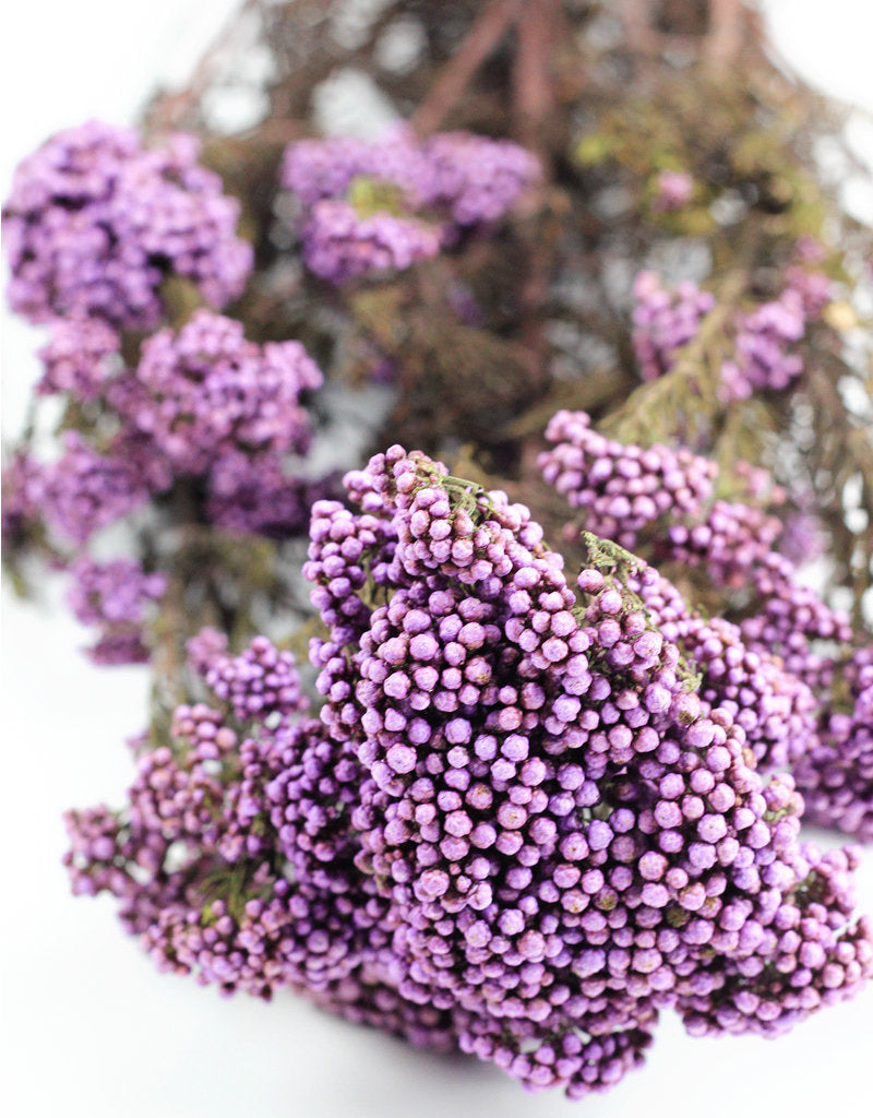 Preserved Rice Flowers - Purple Bunch, 60 cm