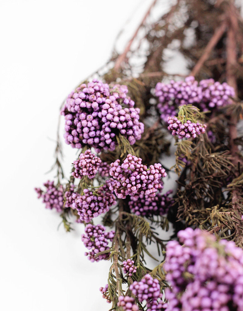 Preserved Rice Flowers - Purple Bunch UK