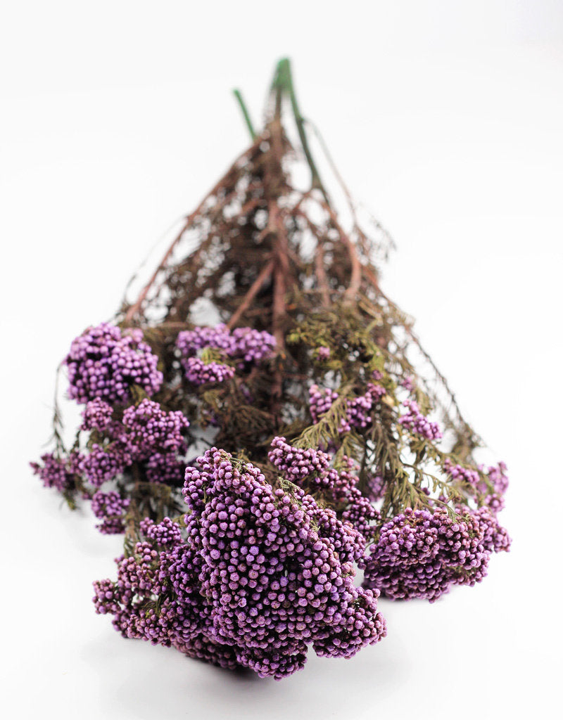 Natural Preserved Rice Flowers - Purple Bunch