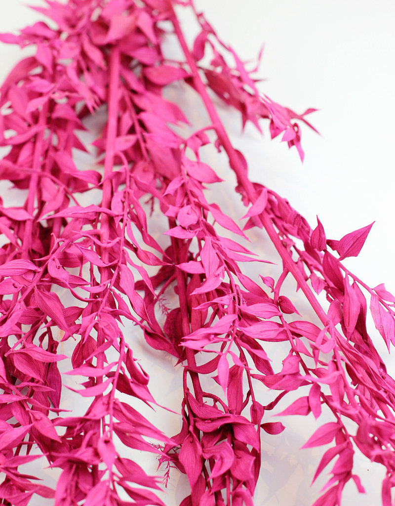 Preserved Ruscus - Cerise Pink Bunch UK