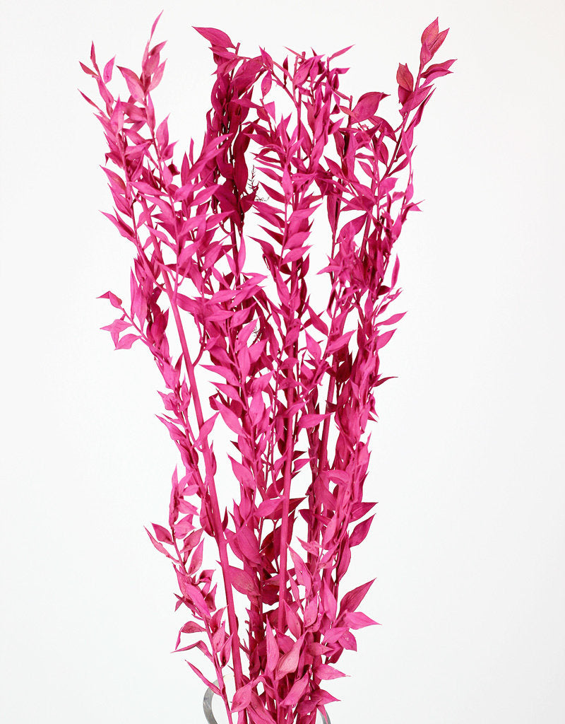 Preserved Ruscus - Cerise Pink Bunch, 65 cm