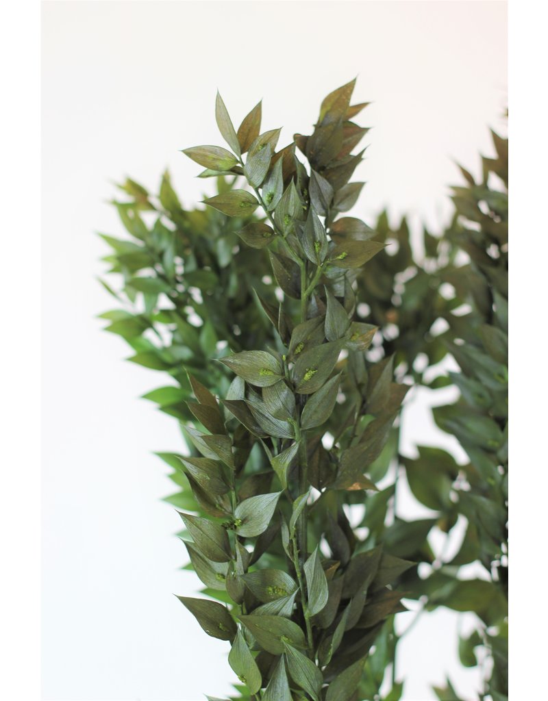 Preserved Ruscus wholesale