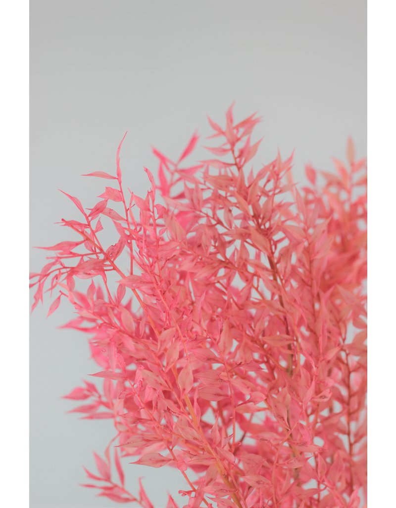Preserved Ruscus - Light Pink Bunch, 5 Stems, 75 cm