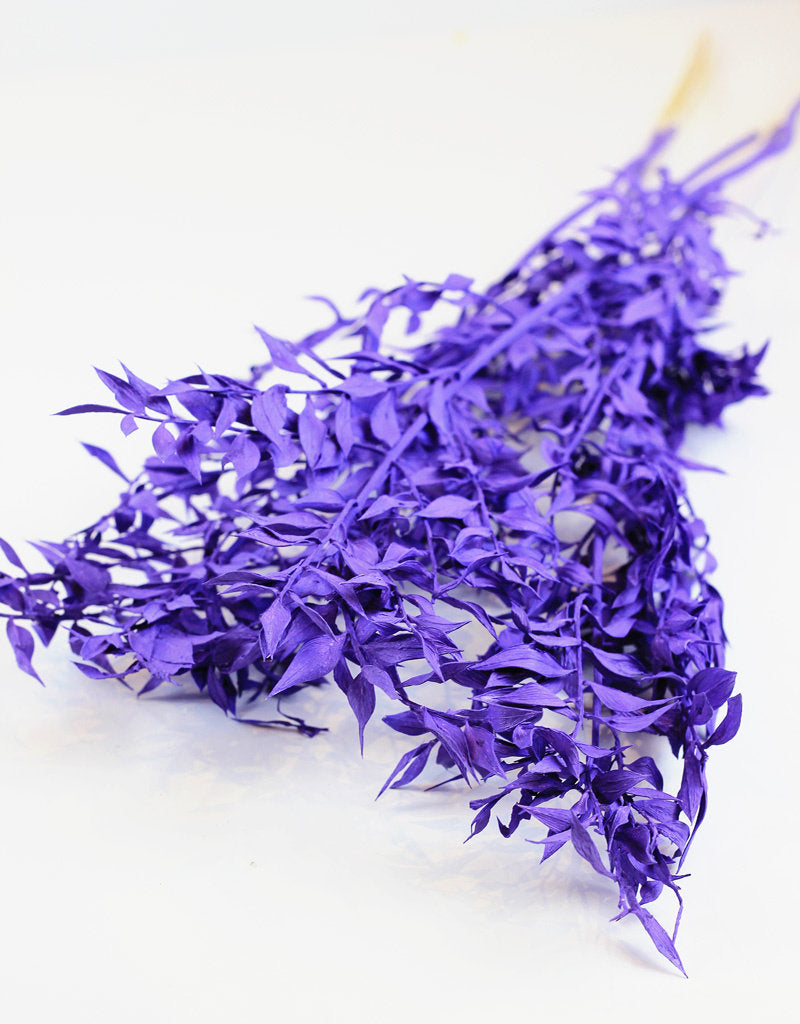 Preserved Ruscus - Purple Bunch, 5 Stems, 65 cm