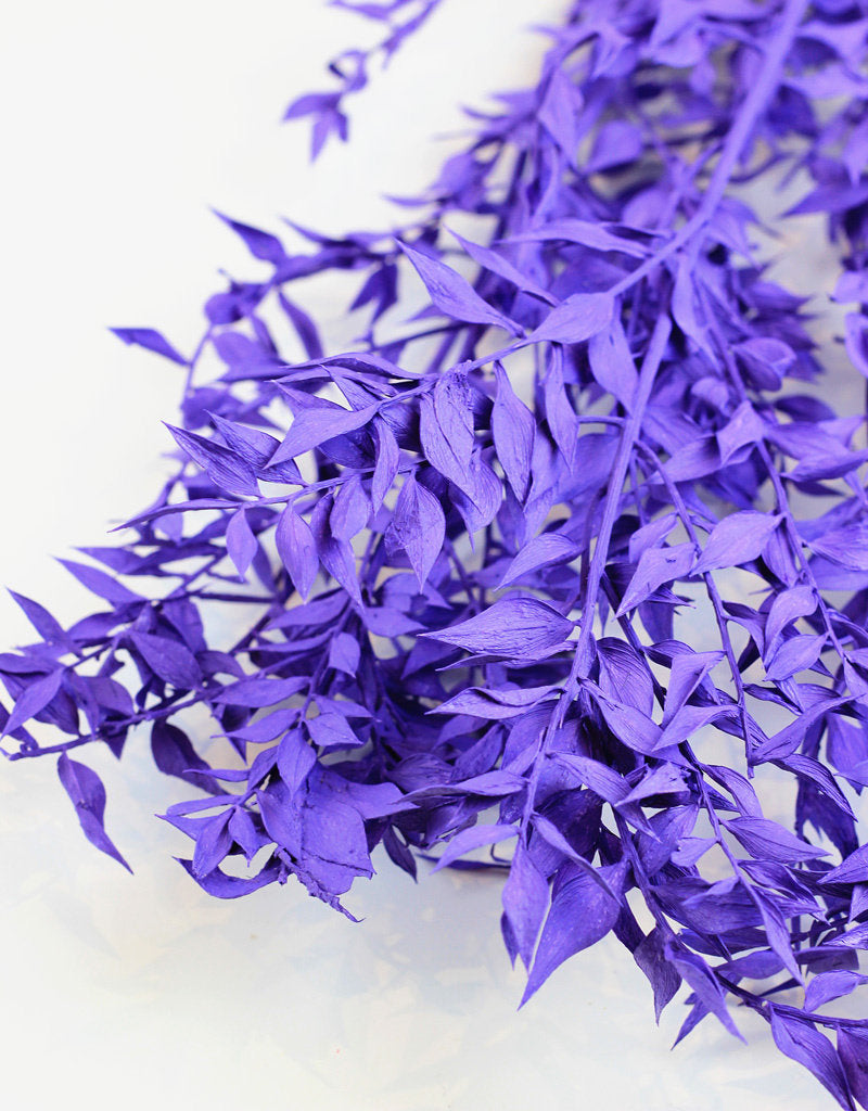 Preserved Ruscus - Purple Bunch Natural