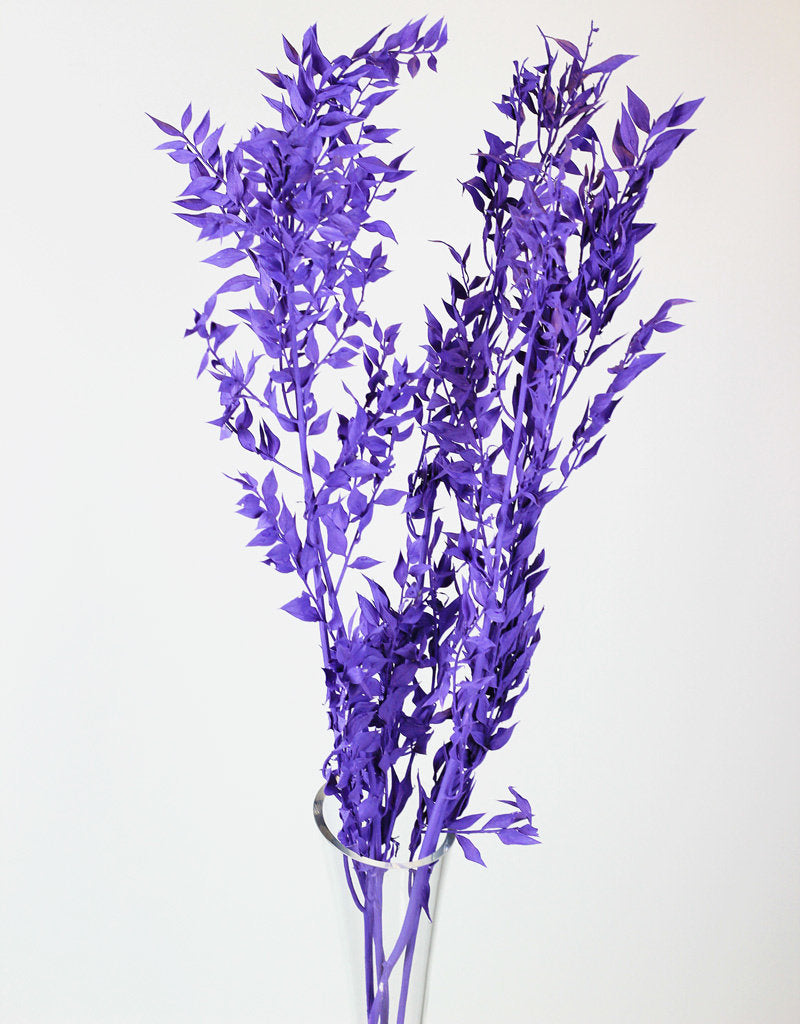 Preserved Ruscus - Purple Bunch UK