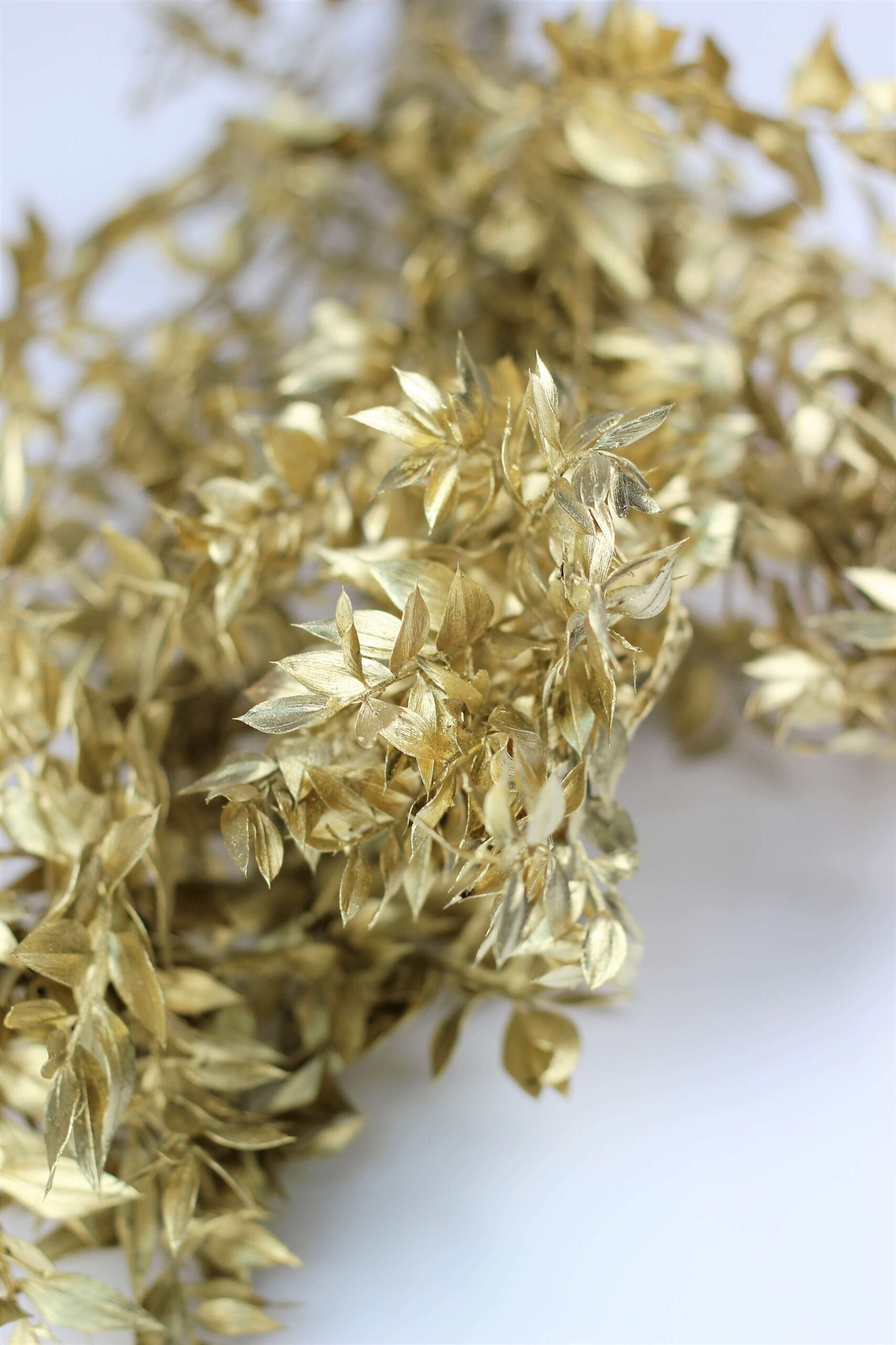 Preserved Ruscus - Golden Bunch, 5 Stems, 70 cm